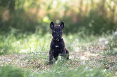 CHIOT 1